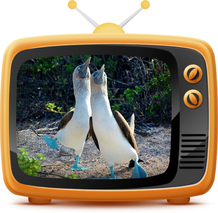 BlueFoot Maintenance